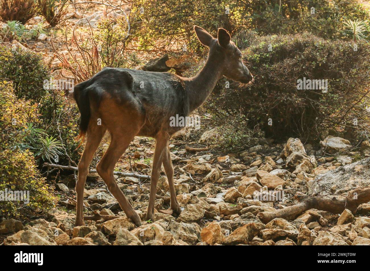 Cervo a riposo femmina nei cespugli dell'isola di Cherso in Croazia Foto Stock