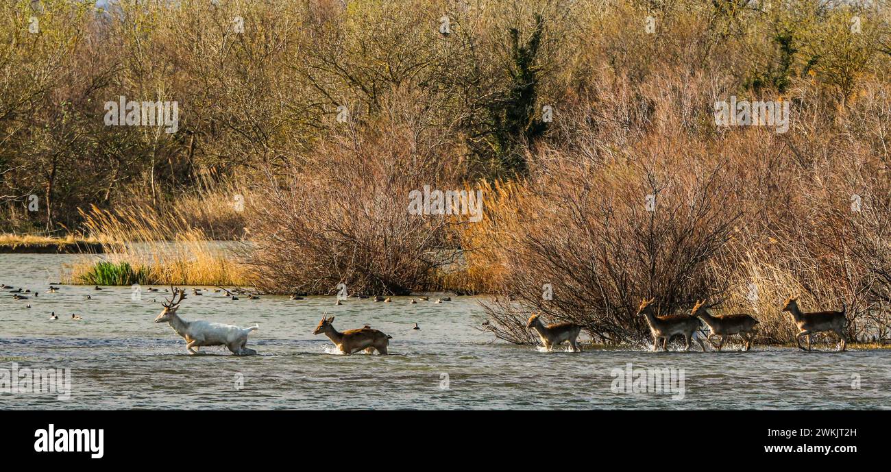 Un cervo bianco e la sua mandria attraversano uno stagno nel parco naturale Aiguamolls de l'Empordà in Catalogna, Spagna Foto Stock