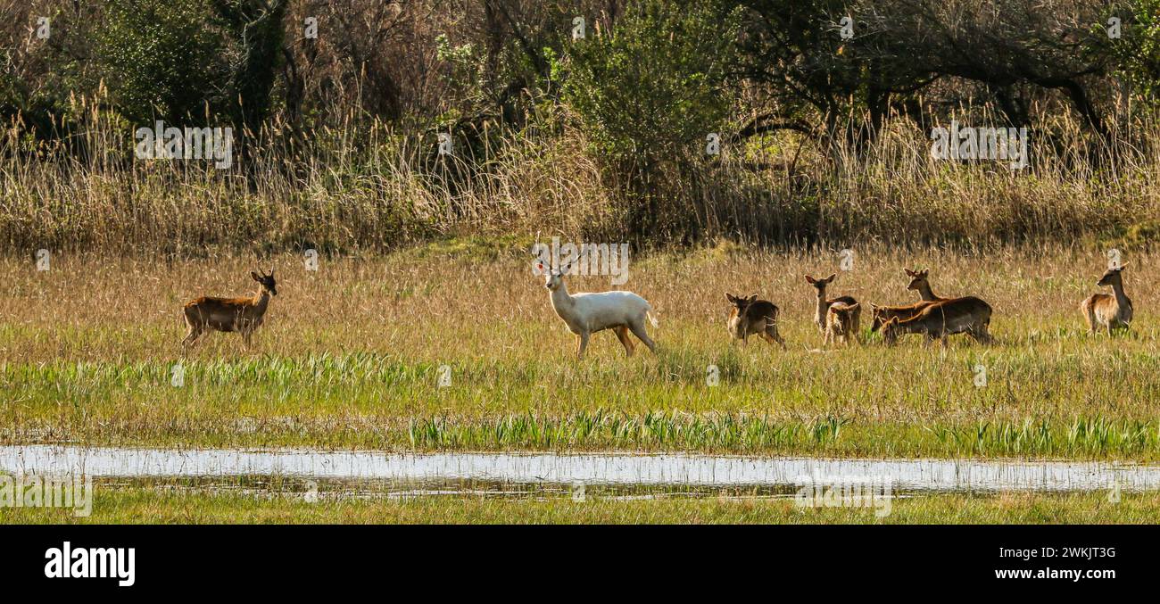 Un cervo bianco e la sua mandria attraversano la palude nel Parco naturale Aiguamolls de l'Empordà in Catalogna, Spagna (Dama dama) Foto Stock