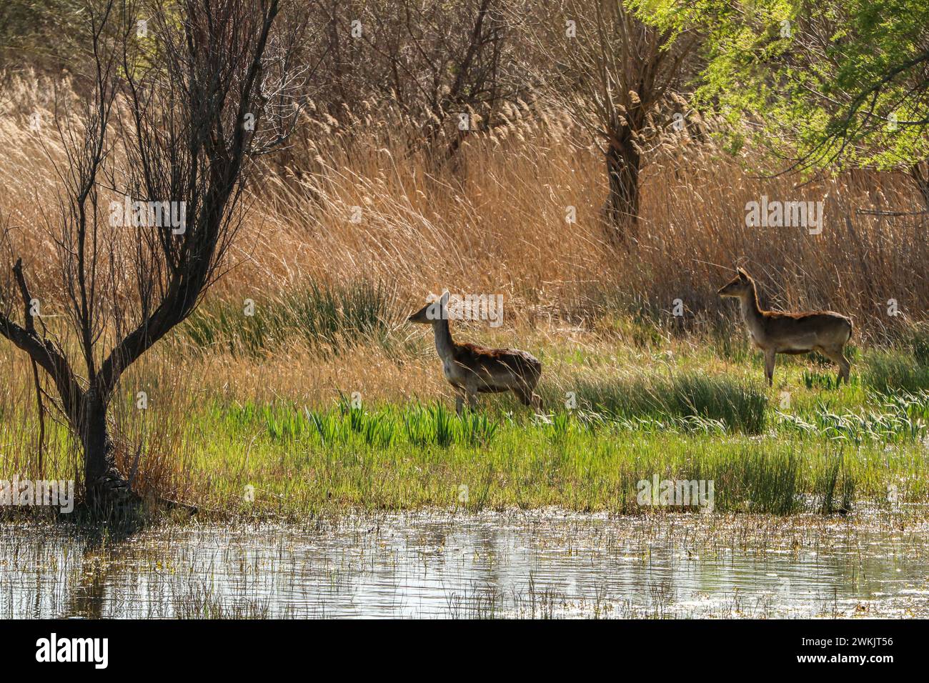 Due daini nella palude, il parco naturale Aiguamolls de l'Empordà, Catalogna, Spagna Foto Stock