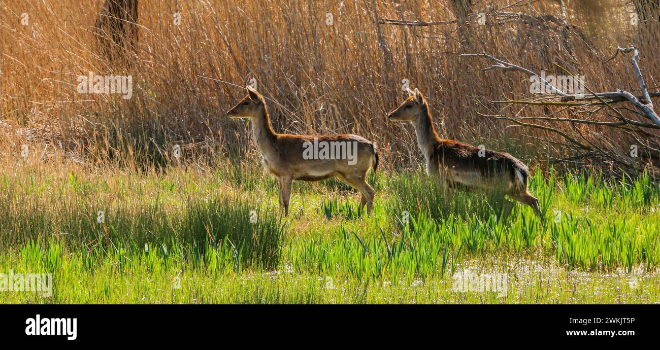 Due daini che attraversano la palude nel Parco naturale Aiguamolls de l'Empordà in Catalogna, Spagna Foto Stock