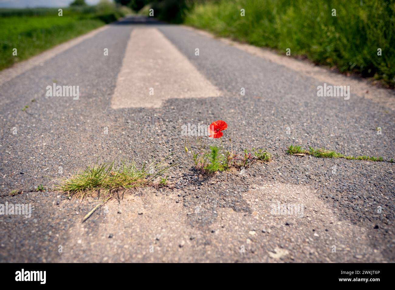Il papavero rosso fiorente prospera in una crepa sul percorso dell'asfalto in condizioni avverse. Protezione del clima, sbloccando le strade secondarie poco utilizzate Foto Stock
