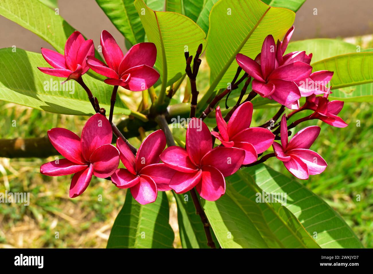 Fiori di frangipani rosa (Plumeria rubra) sul giardino tropicale Foto Stock