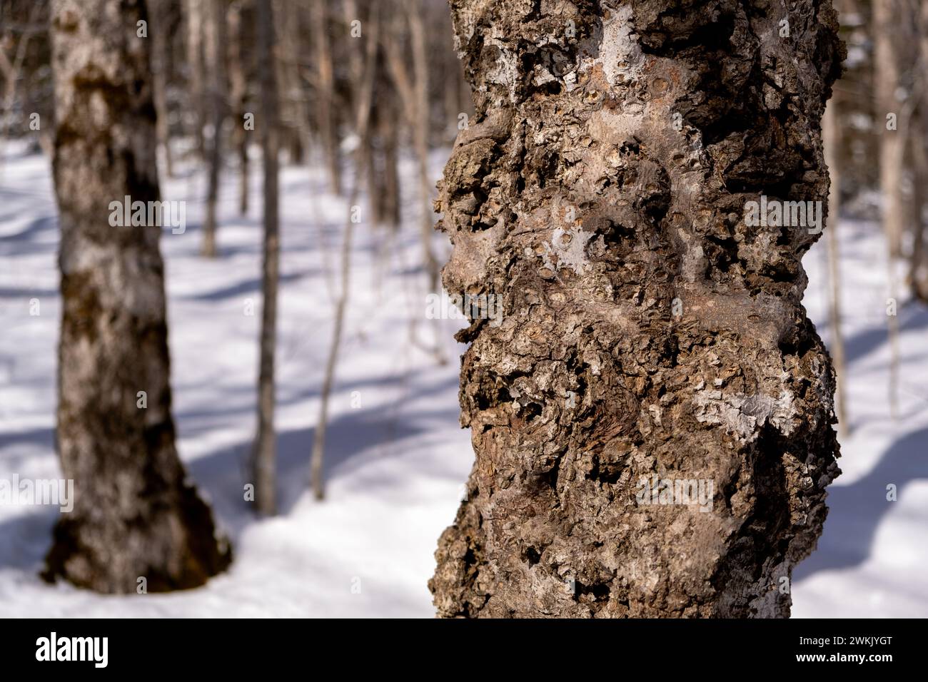 Cammina nei boschi mostrando dettagli della corteccia malata su un albero Foto Stock