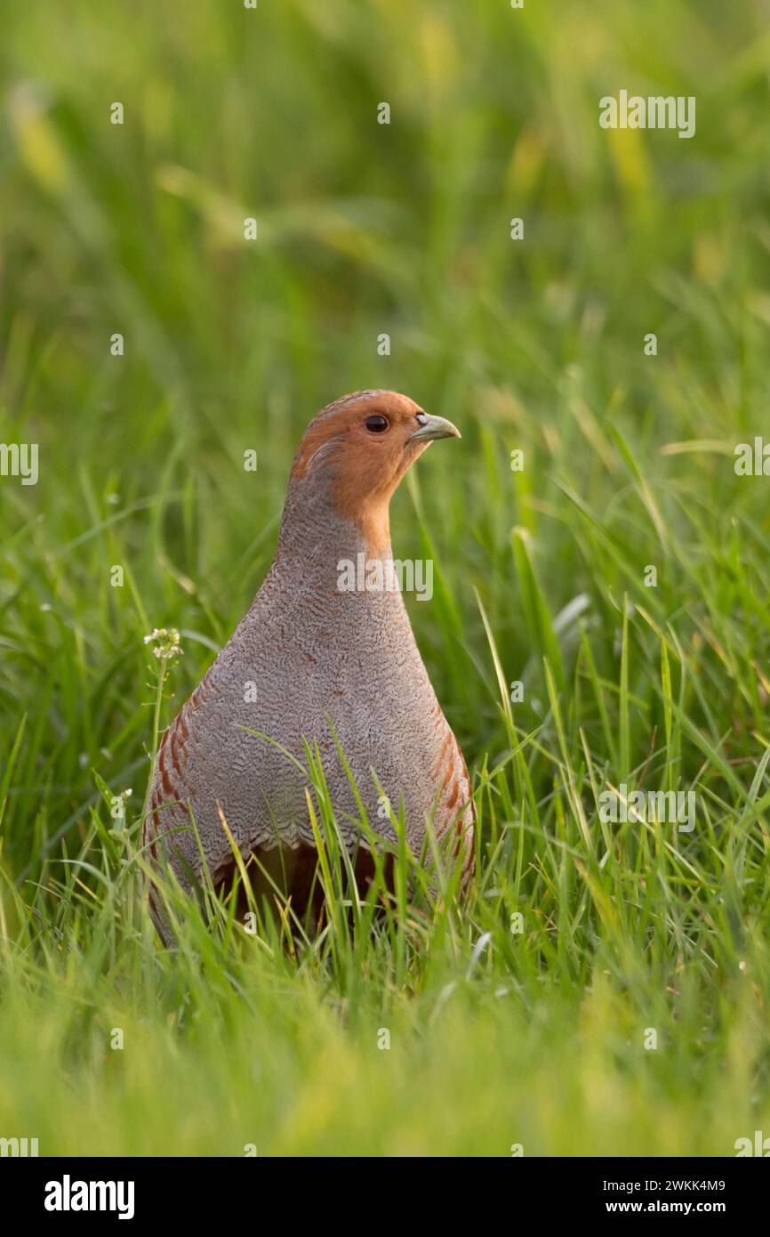 Partridge grigio ( Perdix perdix ) camminando attraverso l'erba alta di grano che cresce osservando attentamente intorno, vista frontale, fauna selvatica, Europa. Foto Stock