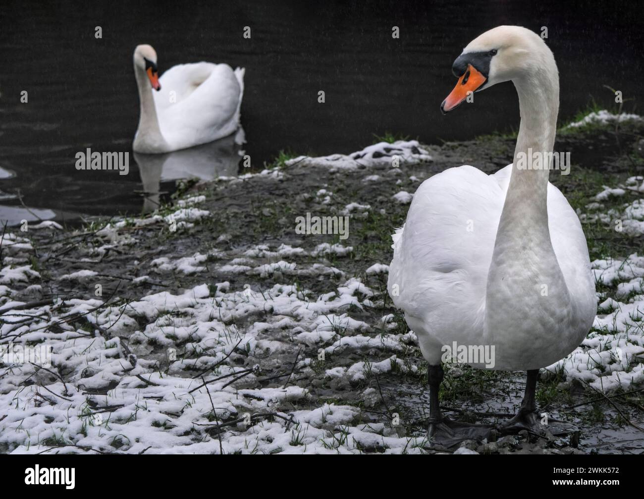 Un paio di cigni in una giornata di neve. Foto Stock