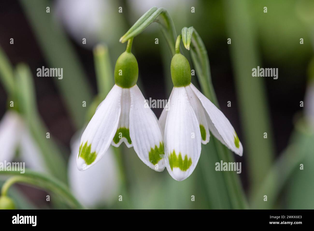 Primo piano di nevicate a febbraio, Inghilterra, Regno Unito. Il tardo inverno bulbi piante fiori Foto Stock