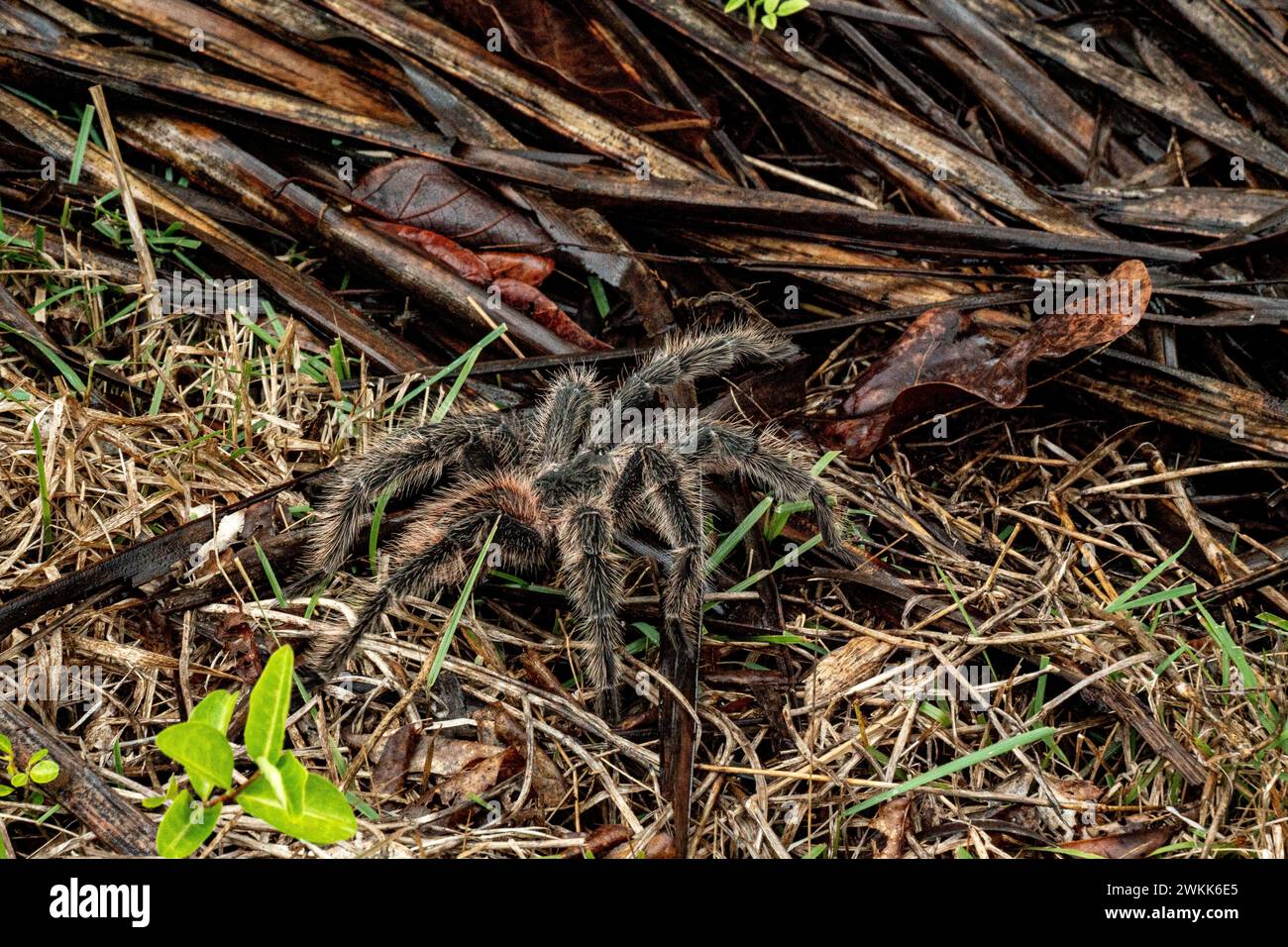 La Tarantola brasiliana o Theraphosidae fotografata in una fattoria nel nord-est del Brasile Foto Stock