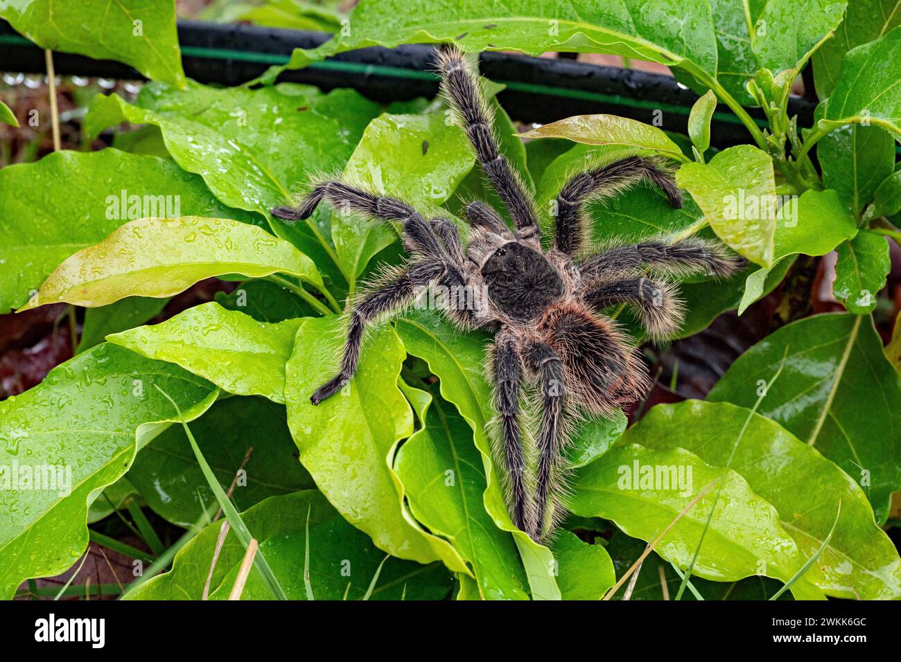 La Tarantola brasiliana o Theraphosidae fotografata in una fattoria nel nord-est del Brasile Foto Stock