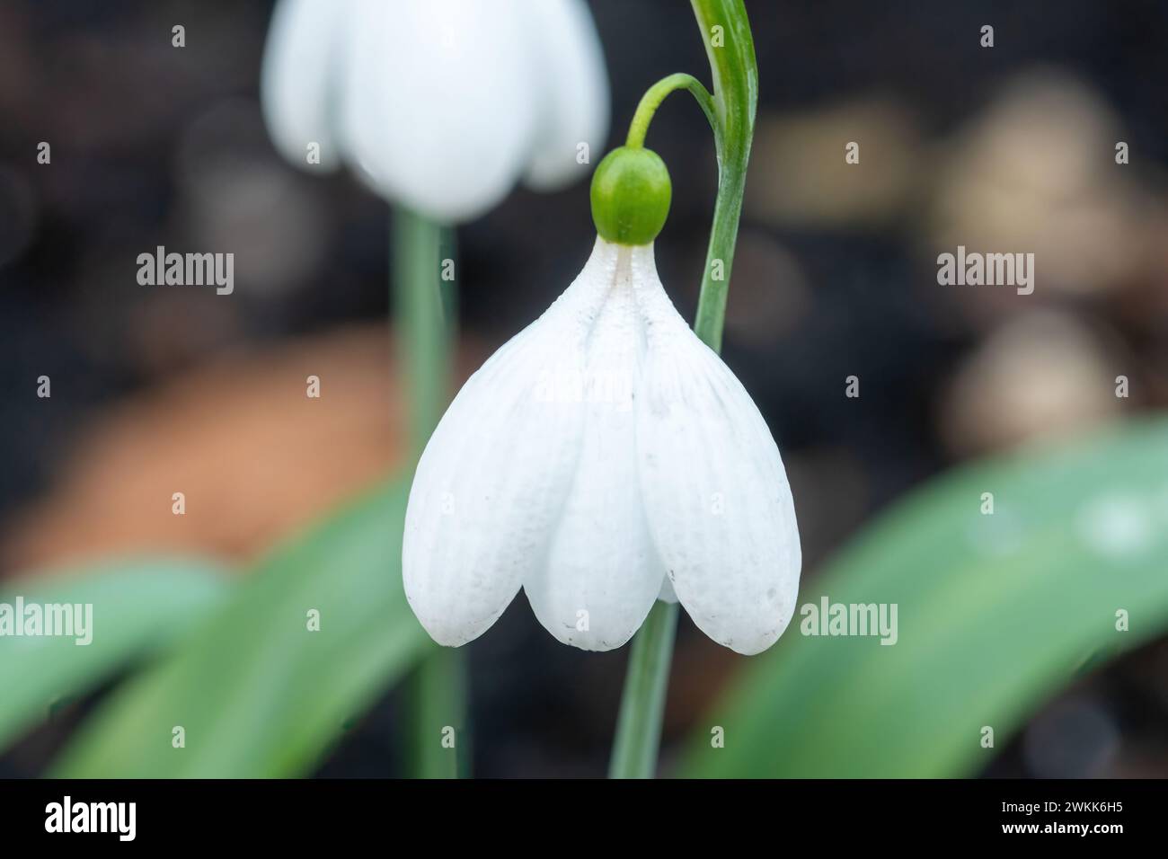 Snowdrop Variety Galanthus plicatus "EA Bowles" con un grande fiore a forma di poculiforme, Inghilterra, Regno Unito, durante il mese di febbraio Foto Stock