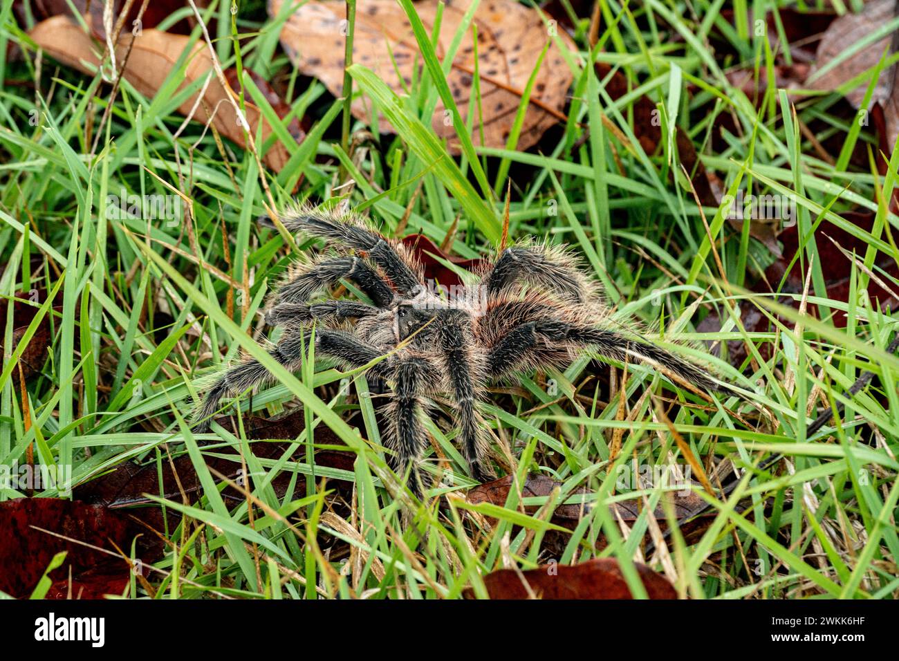 La Tarantola brasiliana o Theraphosidae fotografata in una fattoria nel nord-est del Brasile Foto Stock