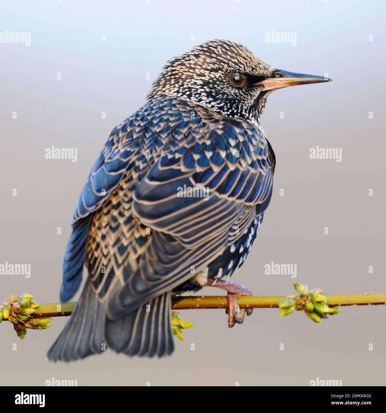 Lo Starling comune ( Sturnus vulgaris ) in un meraviglioso abito da riproduzione, il piumaggio bianco macchiato si trova su un ramo sottile, la fauna selvatica, in Europa. Foto Stock