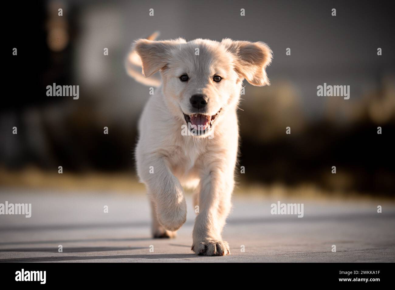 Un cucciolo Golden retriever che corre con la bocca spalancata Foto Stock