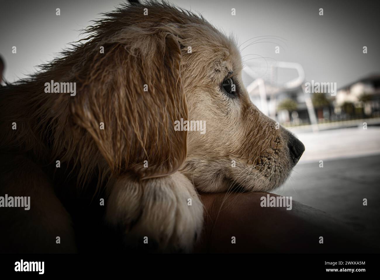 Un cucciolo bagnato Golden retriever seduto e guardando avanti Foto Stock