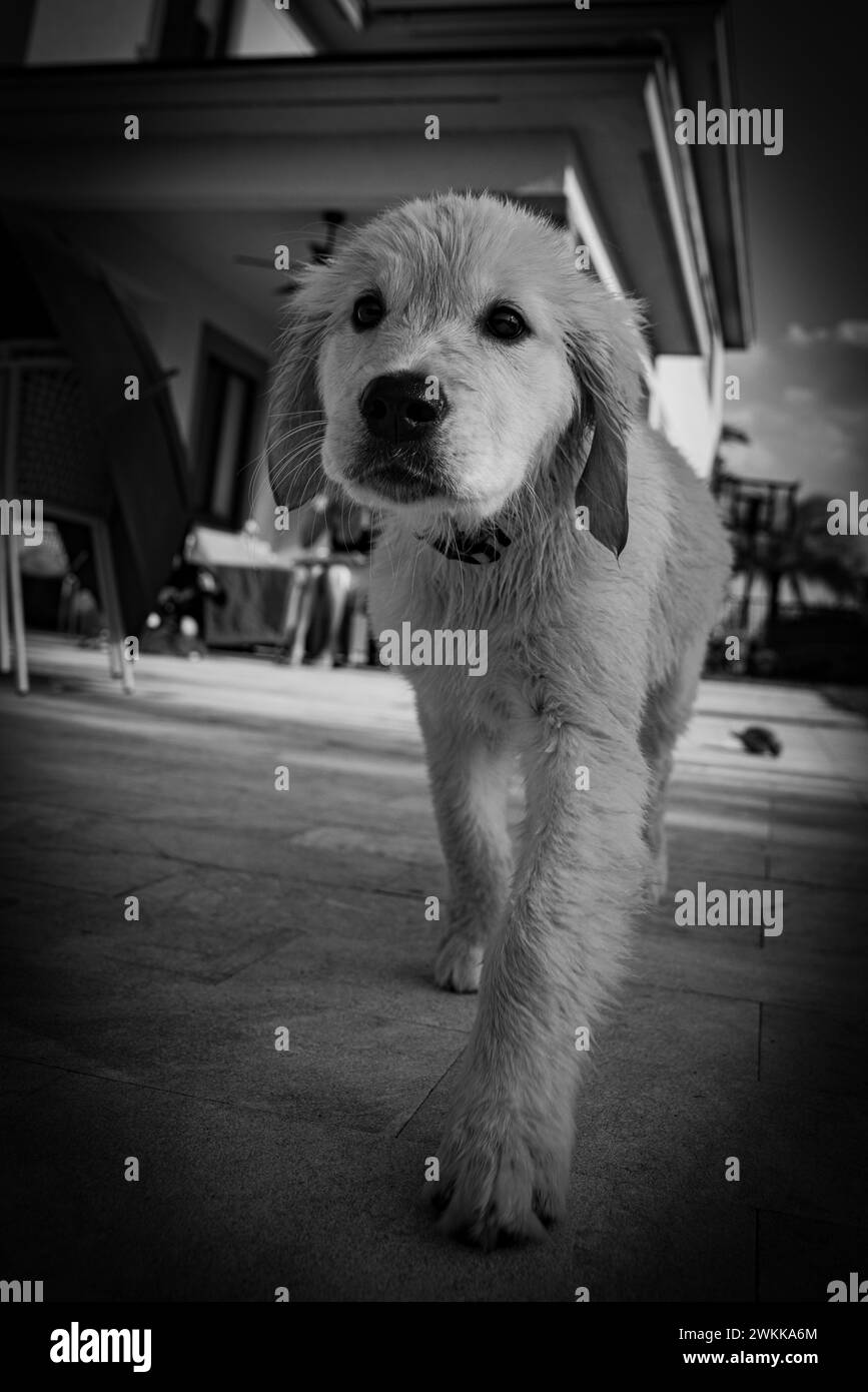 Un primo piano di un cucciolo di Golden retriever sul marciapiede della città accanto a un edificio Foto Stock