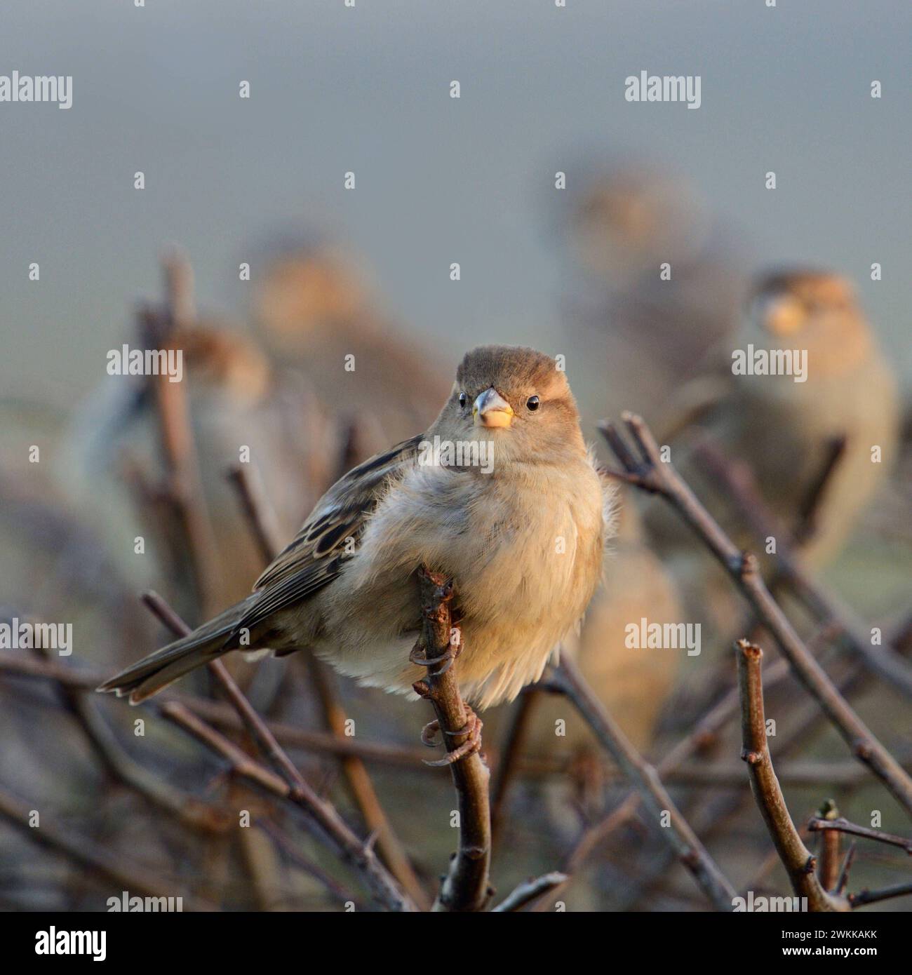 versammelt... Haussperlinge Passer domesticus , Spatzen, Hausspatzen im Trupp, kleiner Vogelschwarm sitzt auf einer Hecke, ehemals sehr häufiger heimischer Vogel, heute fehlt es ihm oft an Brutmöglichkeiten aber auch an Nahrung *** Un gregge di passeri passer domesticus appollaiato, seduto in cima A una siepe vicino A Un insediamento urbano, fauna selvatica, fauna selvatica, Europa. Nordrhein-Westfalen Deutschland, Westeuropa Foto Stock