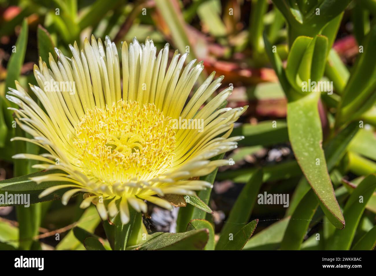 Fiore giallo brillante della pianta di ghiaccio di fichi hottentot anche Carpobrotus edulis, pianta di copertura del terreno. I suoi nomi comuni includono il fico acido, la pianta ghiacciata o h Foto Stock