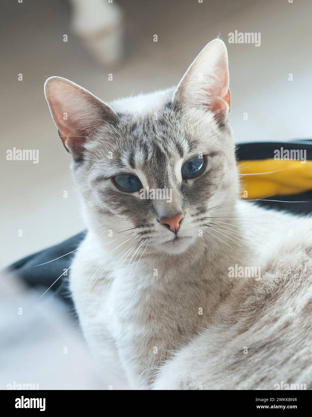 Siamese e tabby mescolano gatto femminile Foto Stock