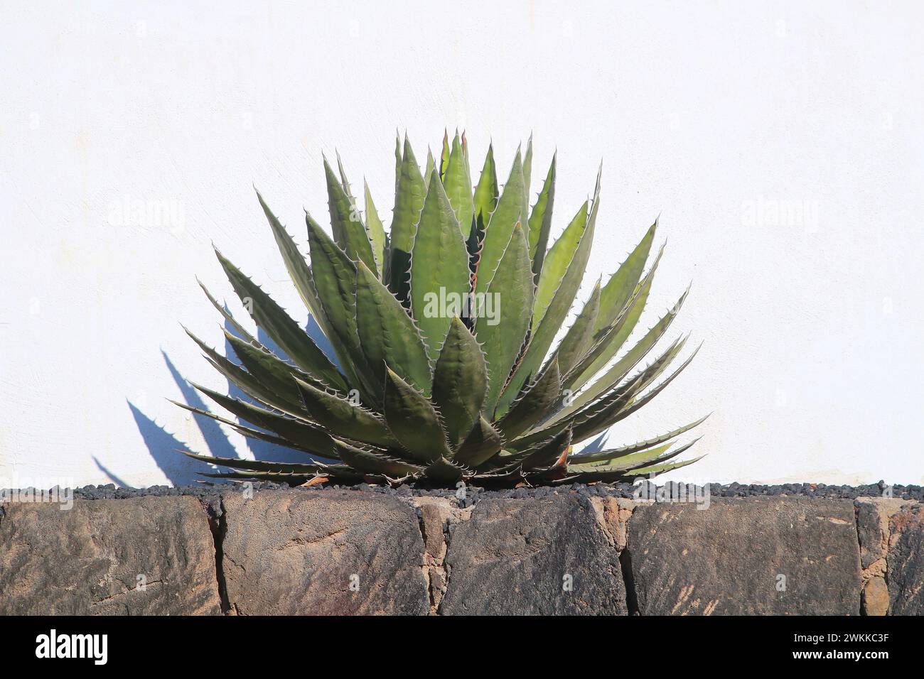 Agave megalalantha una pianta armata succulenta di origine sconosciuta coltivata in Europa contro pareti bianche Foto Stock