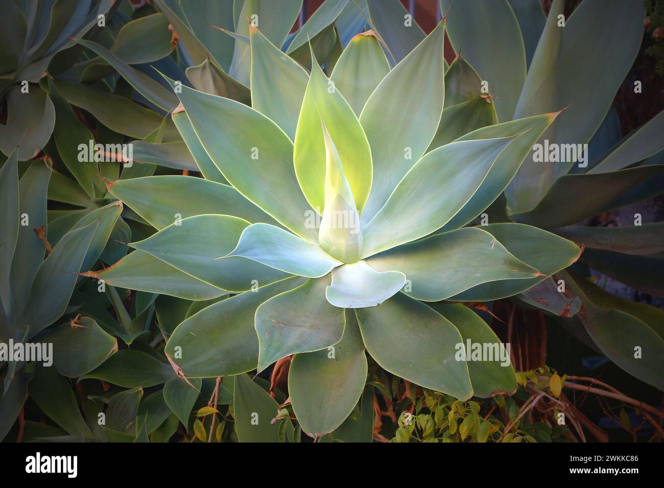Agave attenuata una delle agavi disarmate e una popolare pianta ornamentale da giardino in regioni con clima caldo (Tenerife, Spagna) Foto Stock