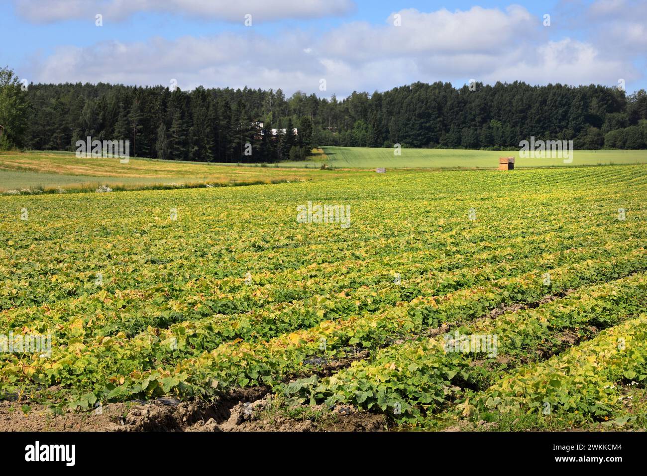 Campo di cetrioli in una giornata di sole di luglio nel sud della Finlandia. Foto naturale. Foto Stock