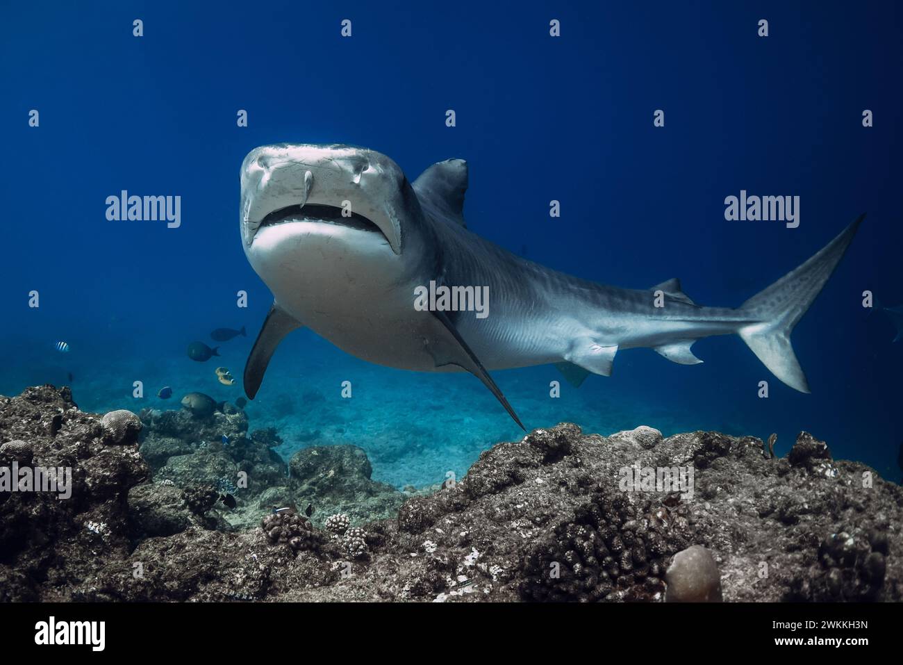 Vicino allo squalo Tigre sott'acqua nell'oceano blu. Squalo con denti affilati. Foto Stock