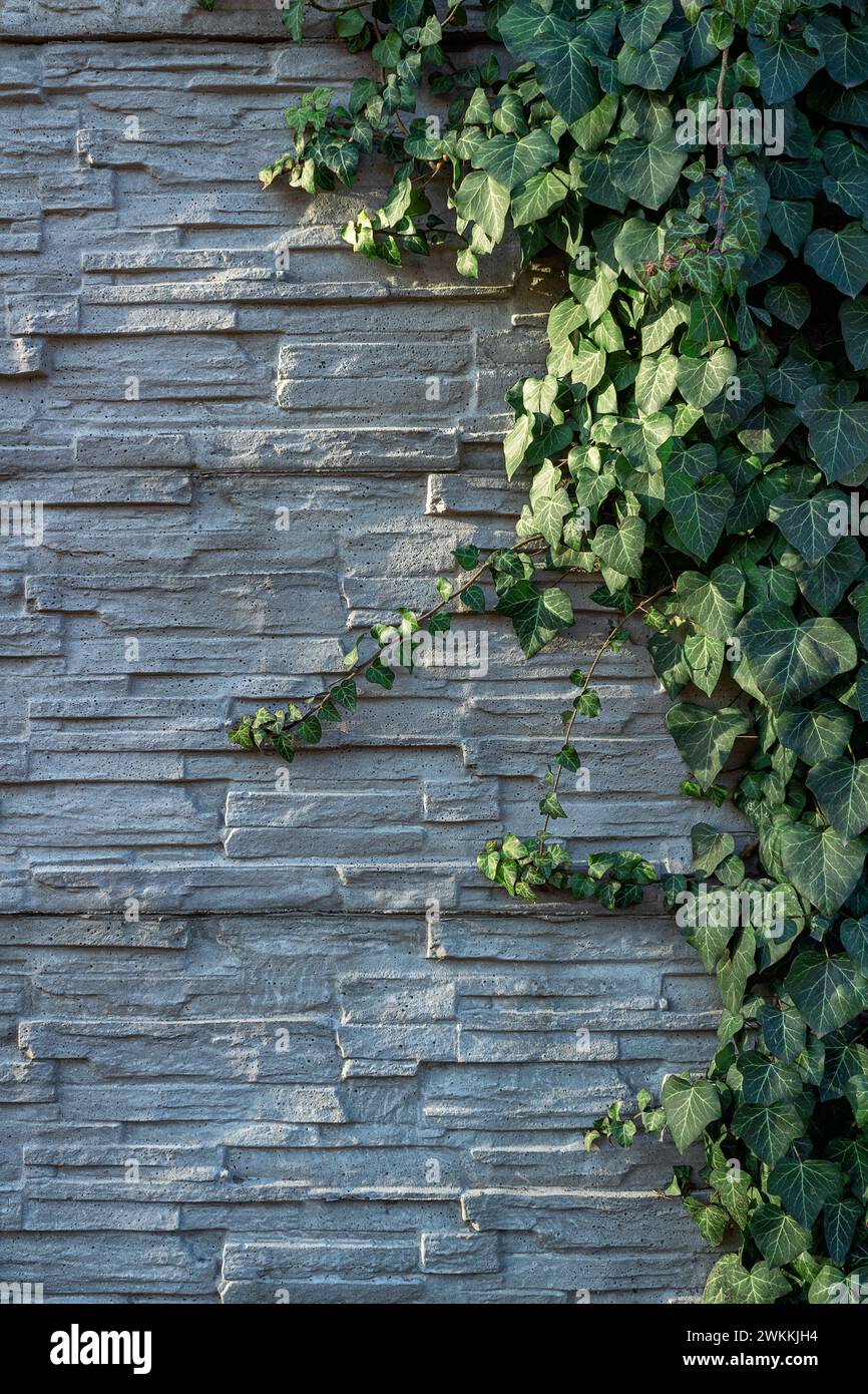 Fogliame di edera su un muro decorativo in ardesia bianca. Foto Stock