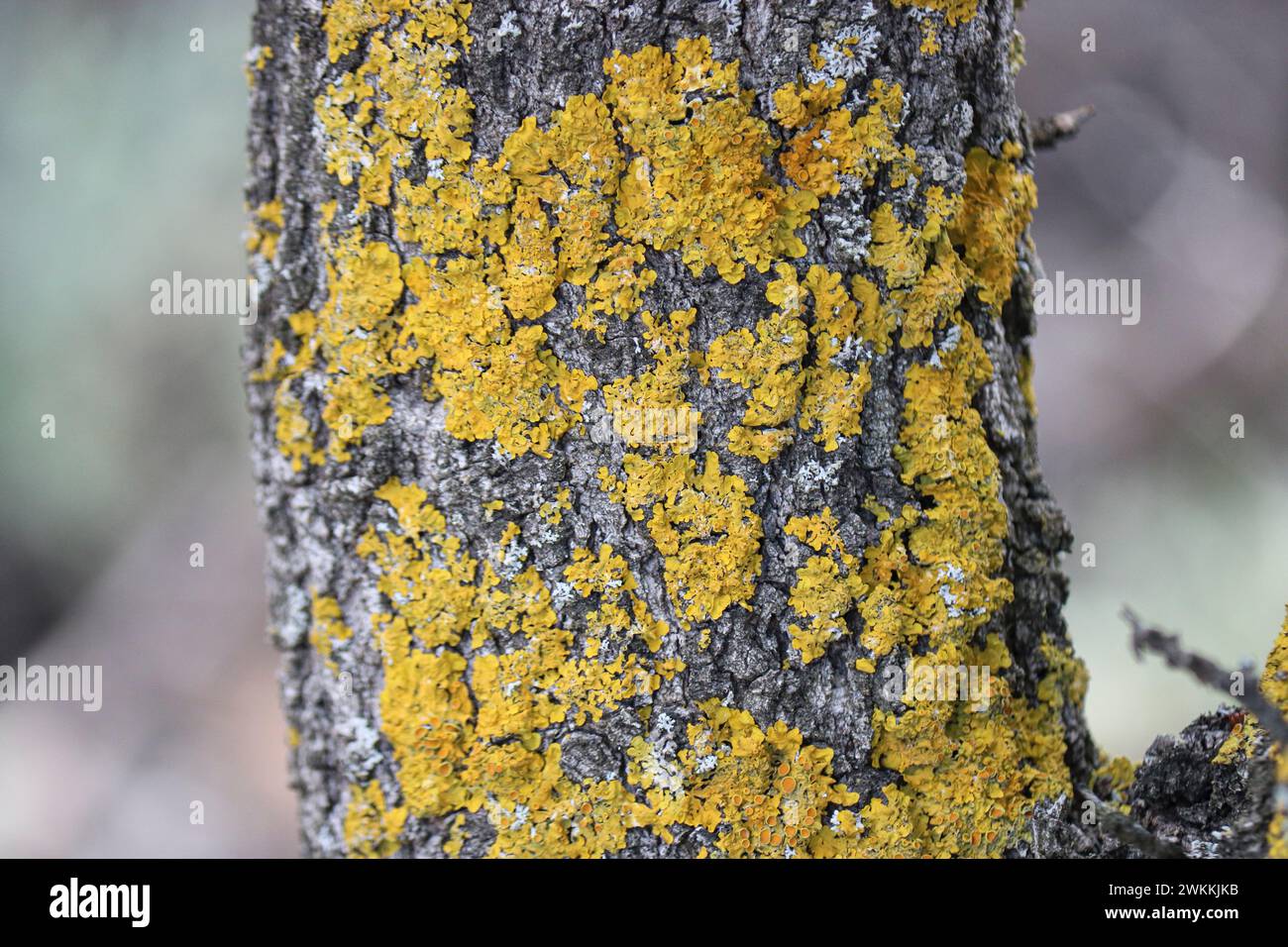Lichene d'arancia comune (Xanthoria parietina) su corteccia d'albero primo piano. Foto Stock