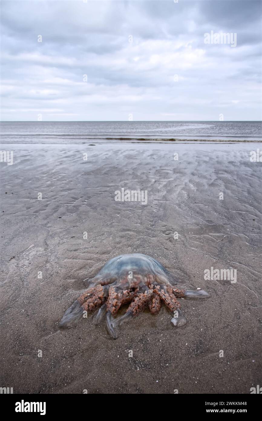 Meduse a botte, Rhizostoma pulmo, altrimenti nota come gelatina con coperchio della spazzatura, bagnata sulla spiaggia sabbiosa della cittadina costiera gallese Foto Stock