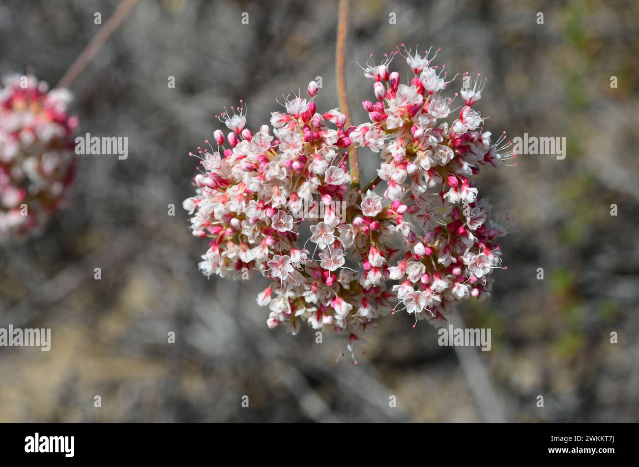 Primo piano dei fiori di grano saraceno della California Foto Stock