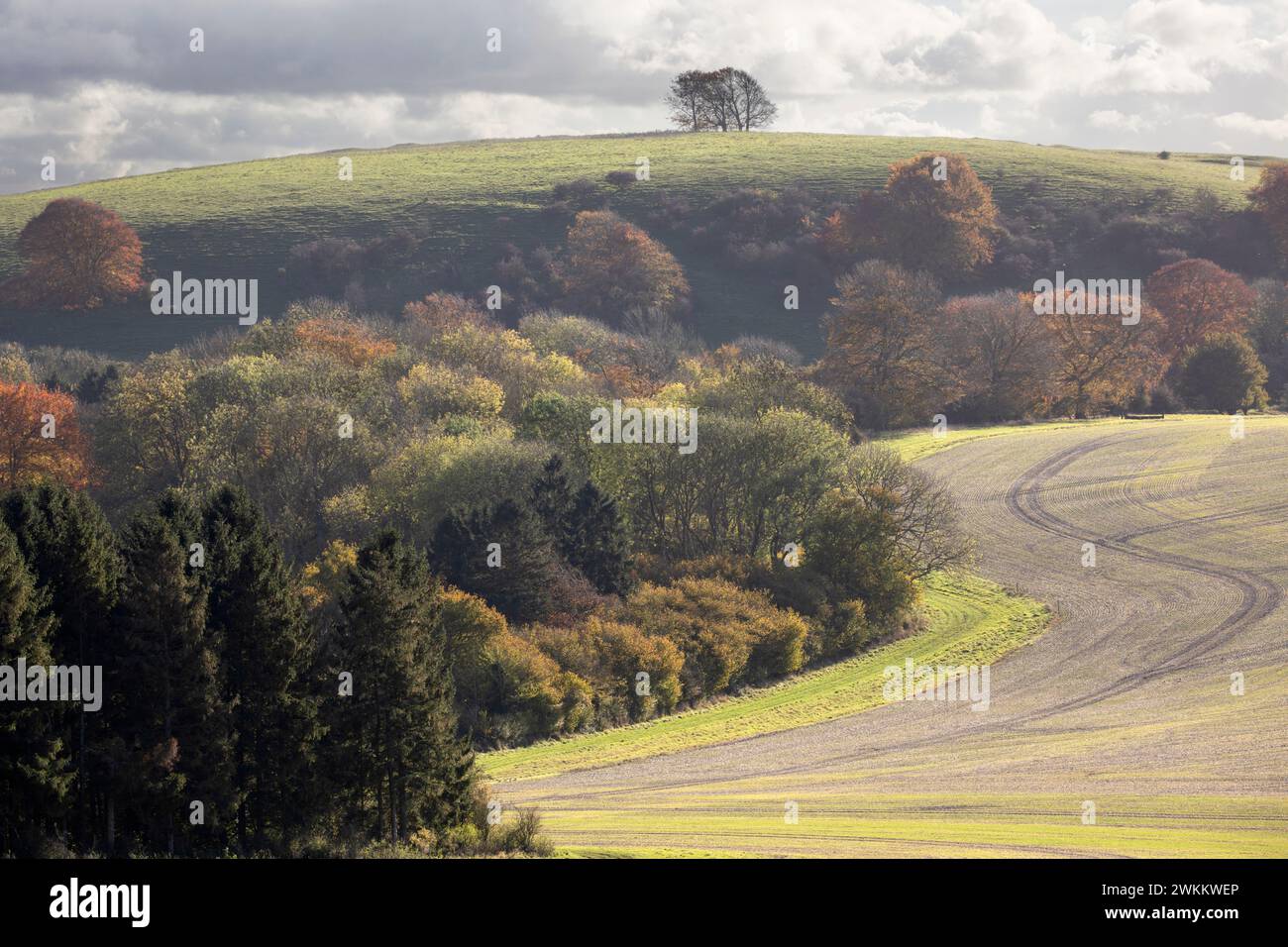 Ammasso di alberi in cima alla collina dell'età del ferro di Ladle Hill in autunno, Old Burghclere, Hampshire, Inghilterra, Regno Unito, Europa Foto Stock