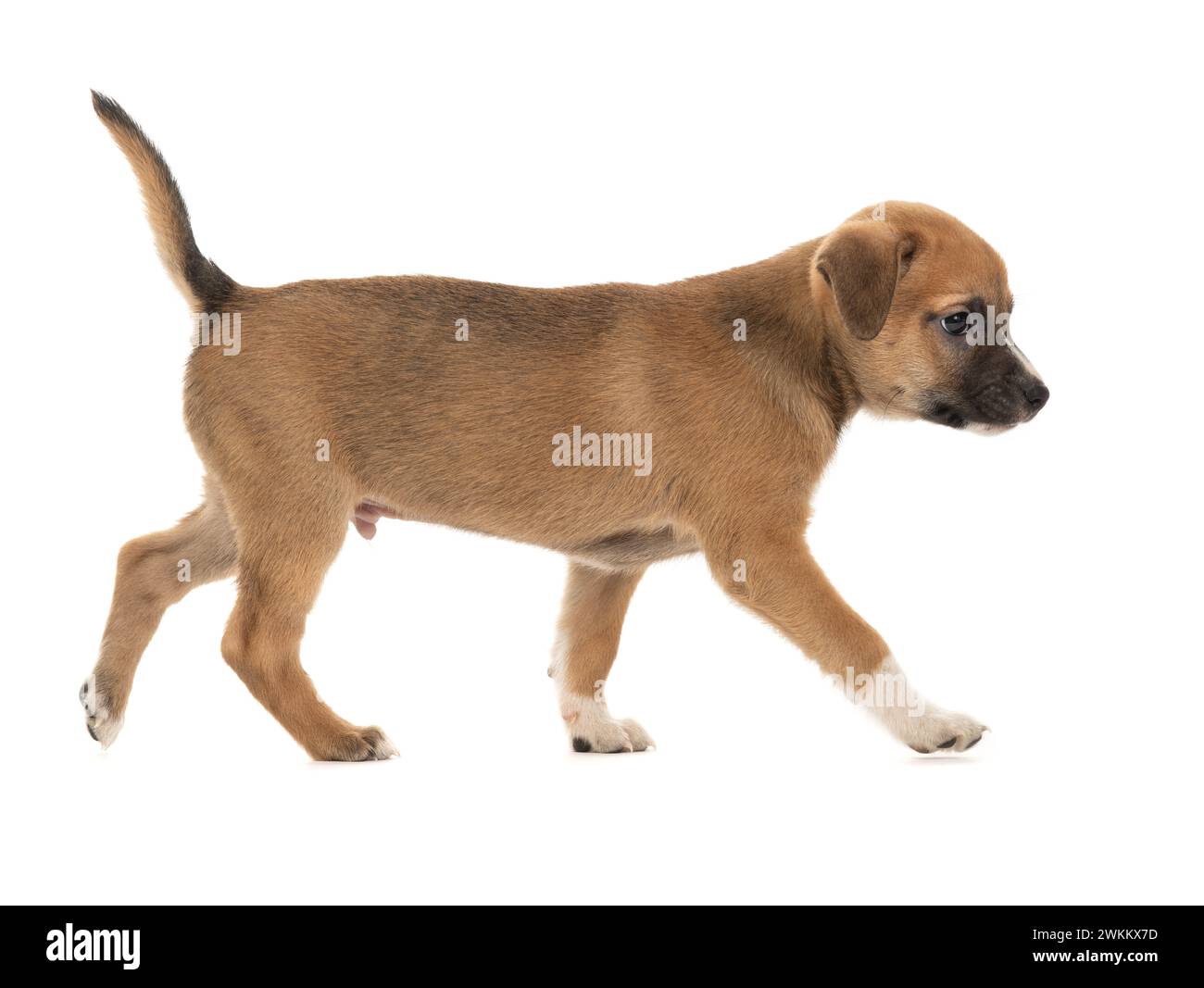 Cucciolo in esecuzione isolato su sfondo bianco. Foto Stock