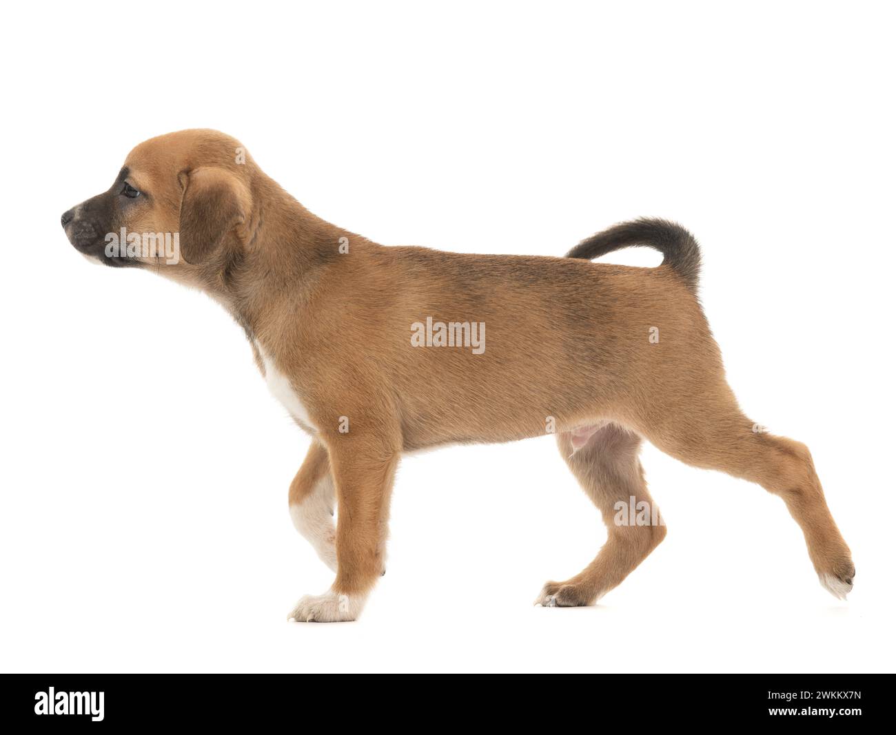 Cucciolo in esecuzione isolato su sfondo bianco. Foto Stock