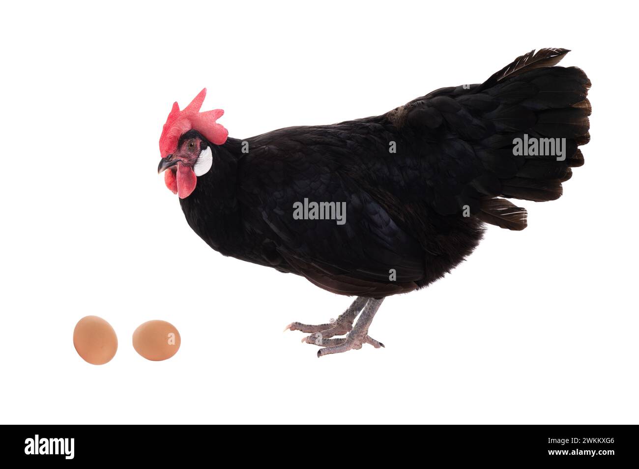 La gallina nera guarda un uovo, isolato su sfondo bianco. Foto Stock