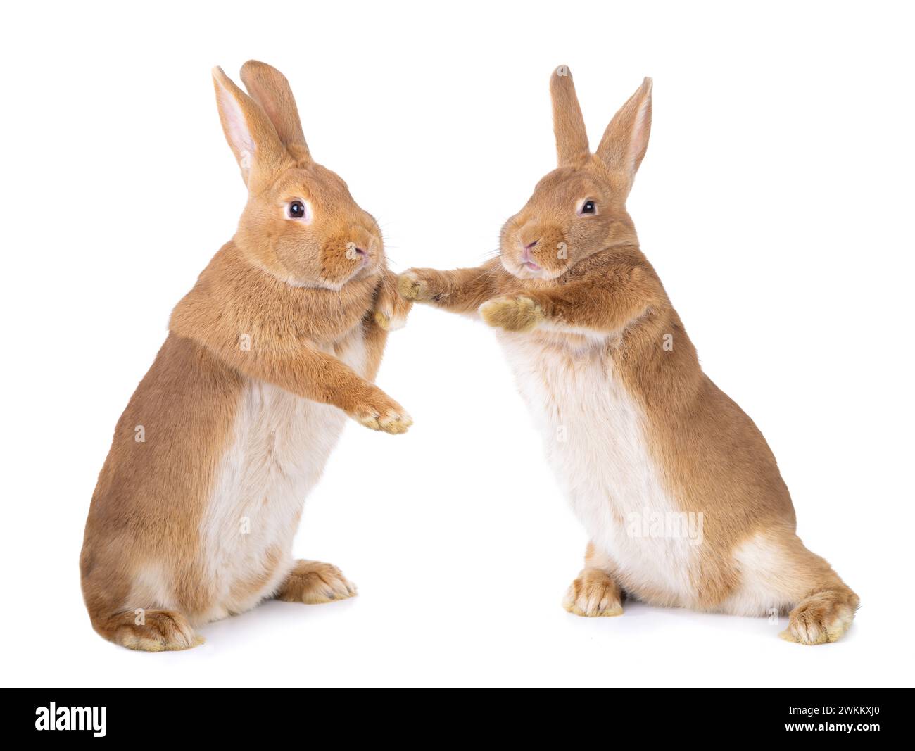 Due coniglietti stanno sulle zampe posteriori isolate su uno sfondo bianco. Foto Stock