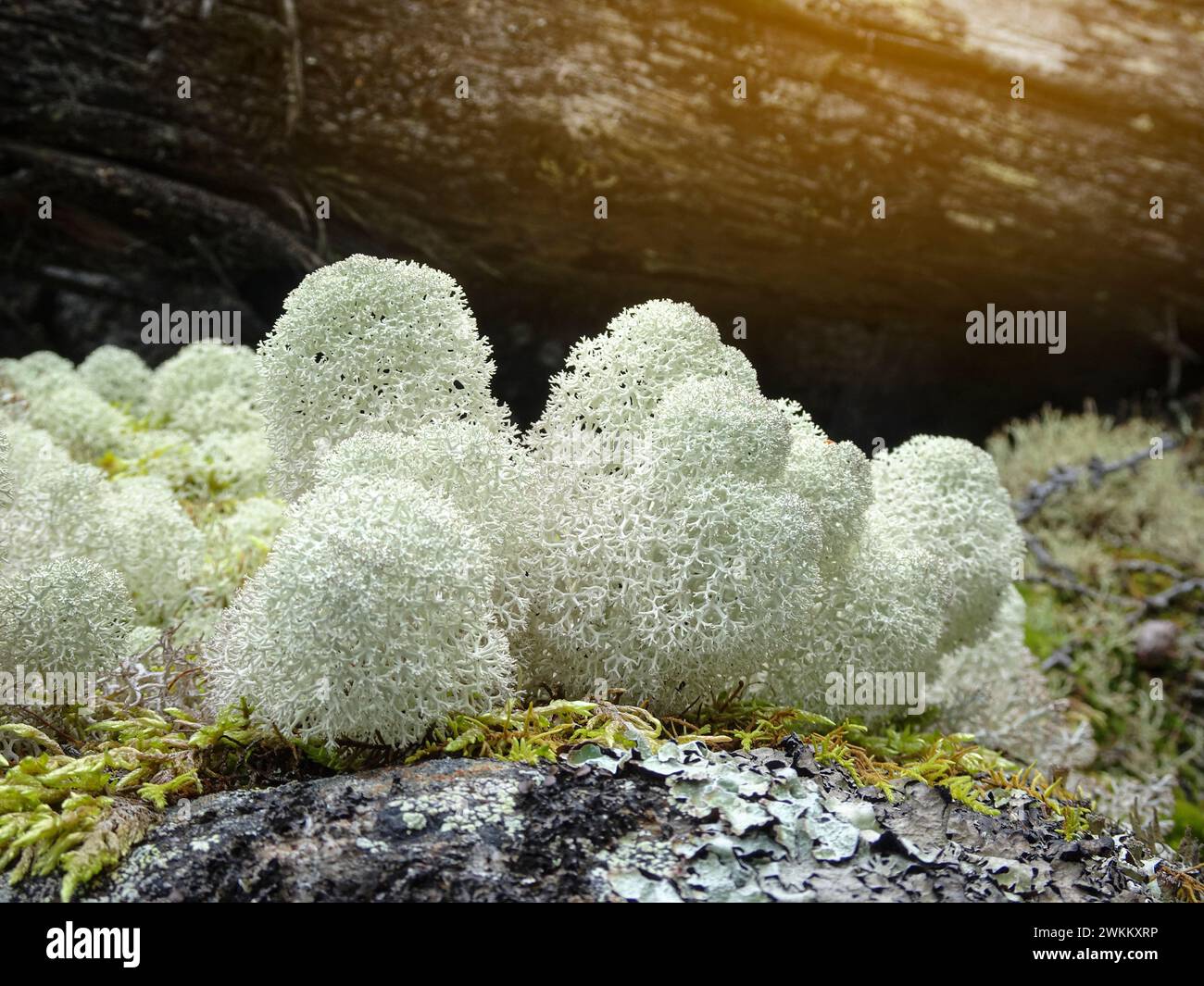 Primo piano di una tazza di lichene con punta a stella (Cladonia stellaris). Foto Stock