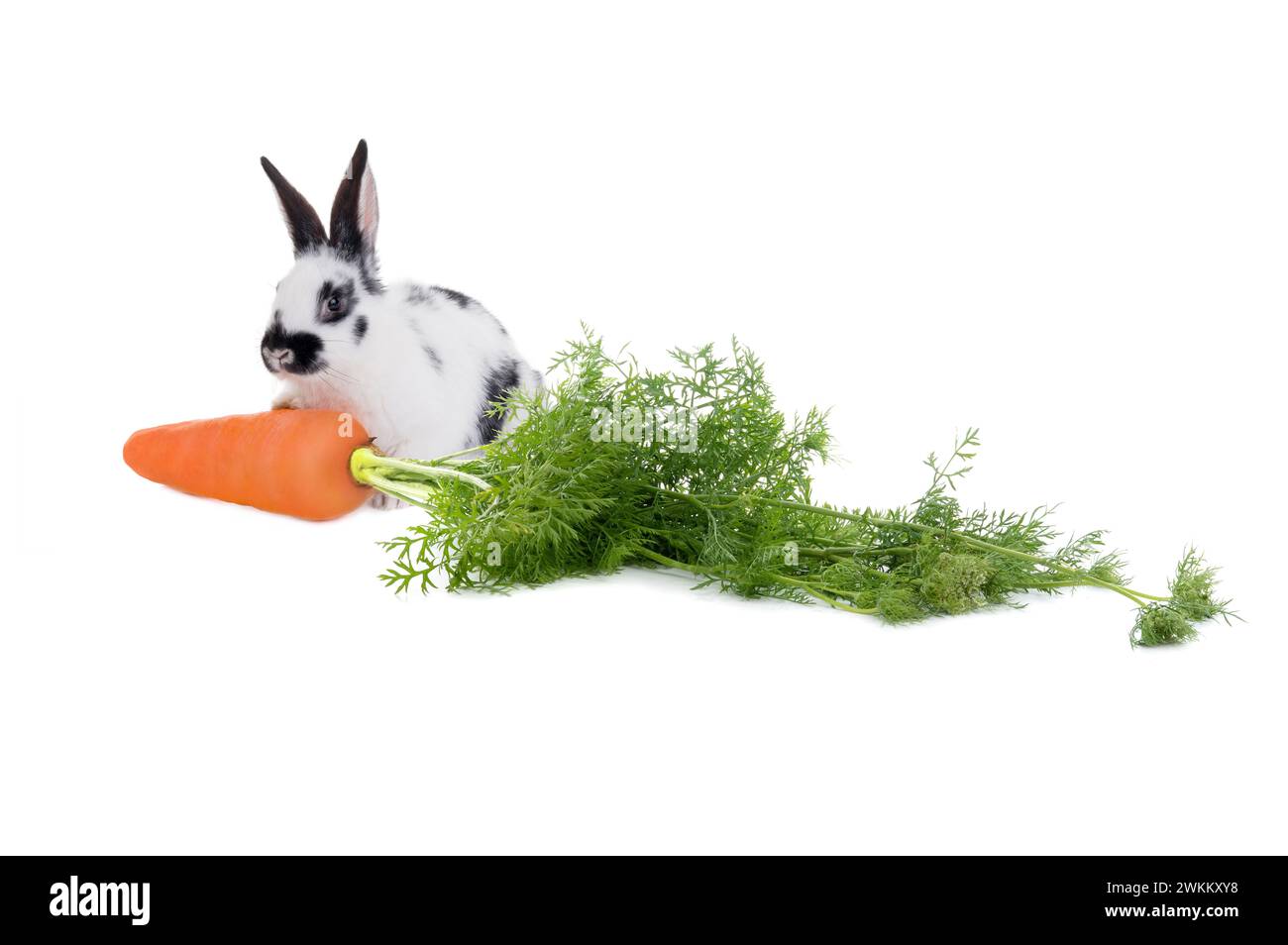 Coniglio con una carota isolata su sfondo bianco. Foto Stock