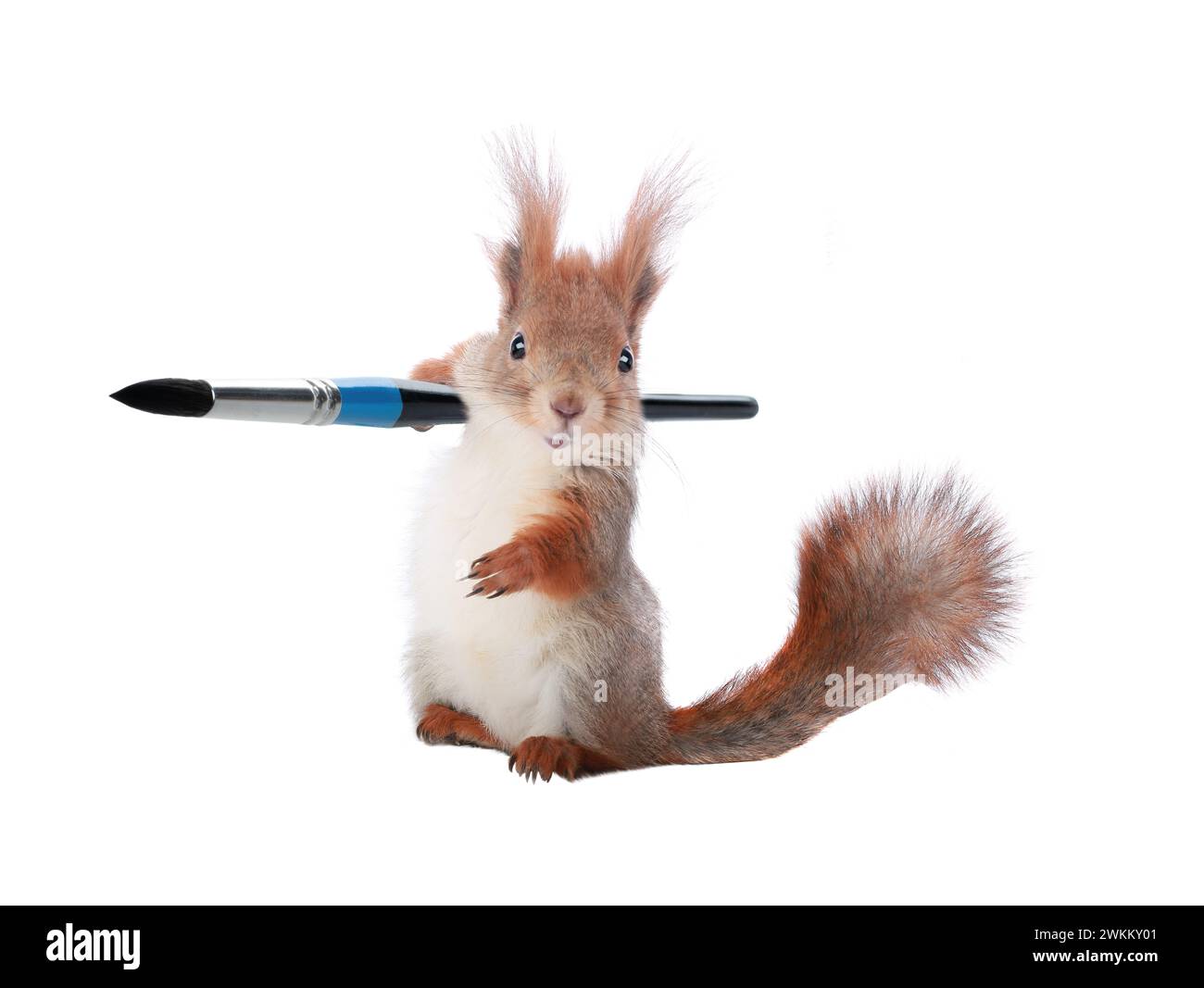 Lo scoiattolo contiene un pennello isolato su sfondo bianco. Foto Stock