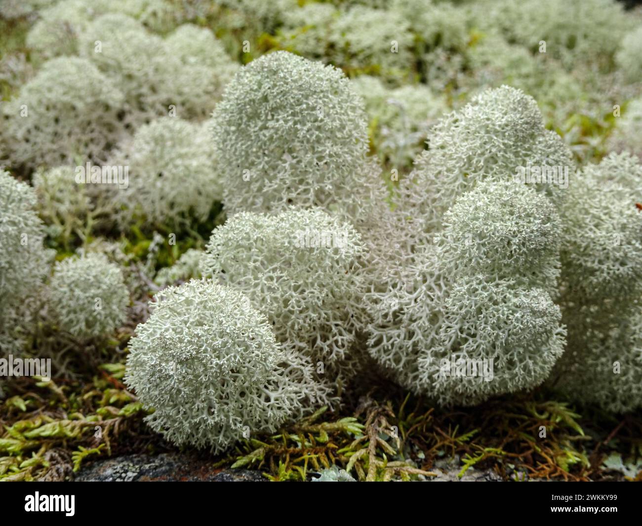 Primo piano di una tazza di lichene con punta a stella (Cladonia stellaris). Muschio bianco delle renne Foto Stock