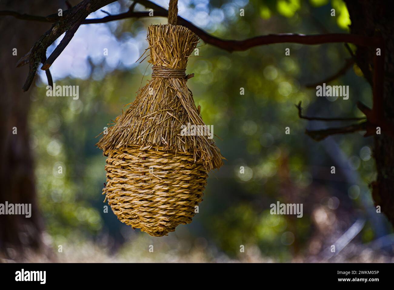 Primo piano del nido di uccelli appeso a mano. Foto Stock