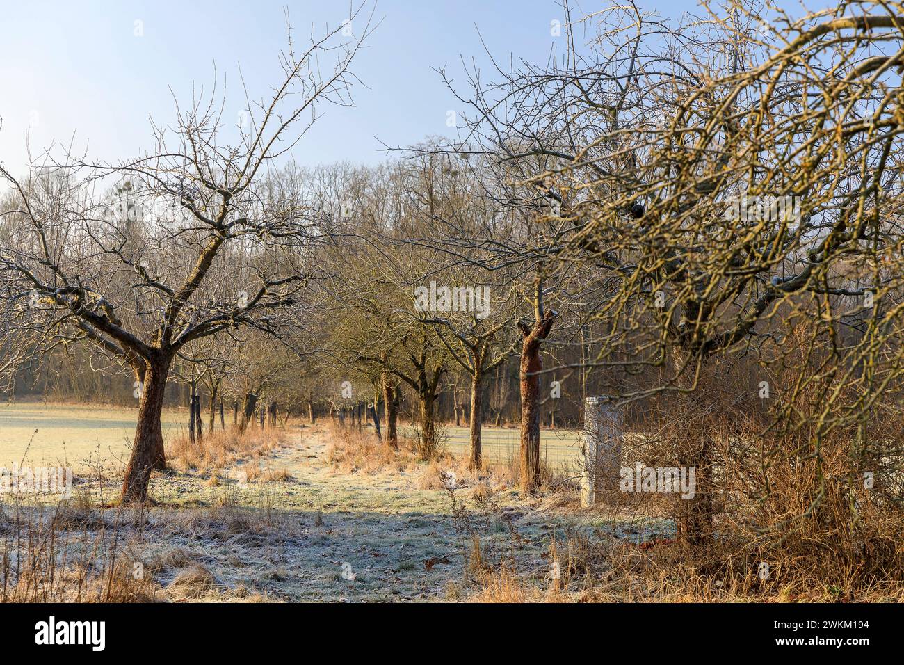 kleine Obstbaumallee mit leichtem Raureif im Winter, Moritzburg, Sachsen, Deutschland *** piccolo viale di alberi da frutto con leggera gelata in inverno, Mori Foto Stock