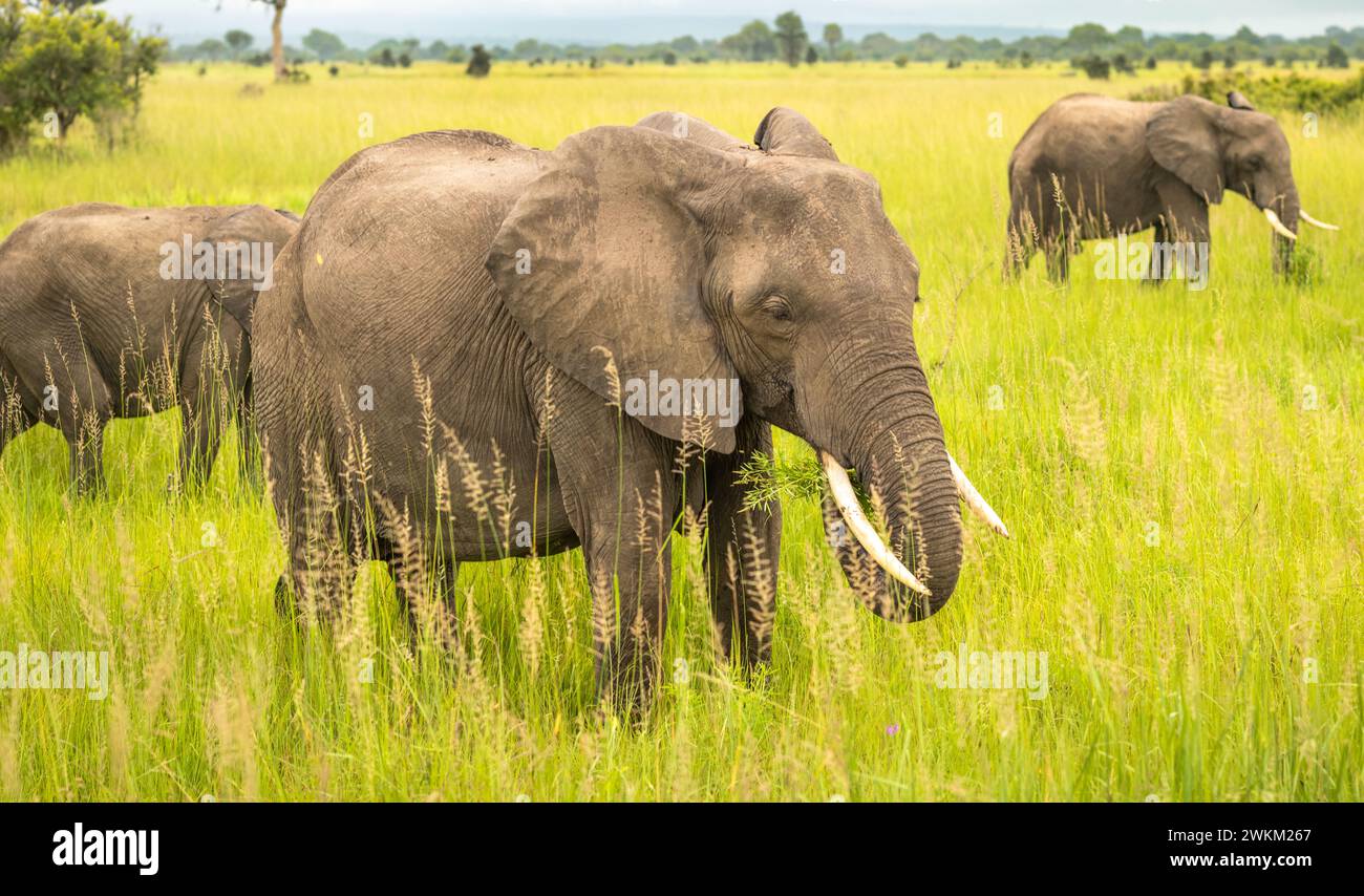 Elefanti africani della savana (Loxodonta africana) nel Parco Nazionale di Mikumi in Tanzania. La IUCN elenca questo elefante come in pericolo Foto Stock