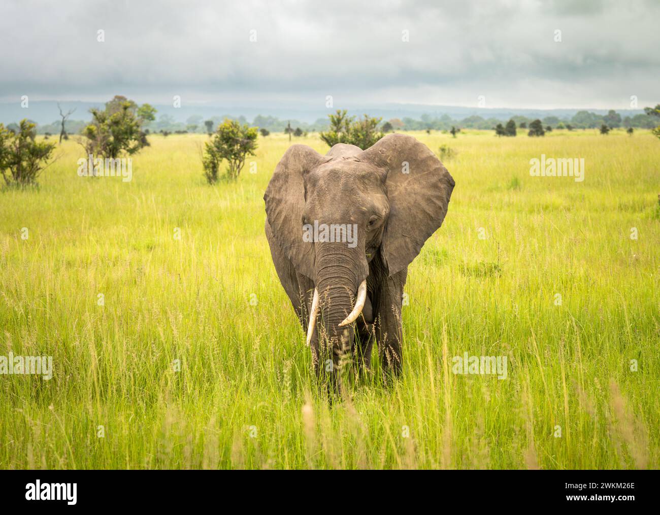 Una femmina di elefante Savanna africana (Loxodonta africana) nel Parco Nazionale Mikumi in Tanzania. La IUCN elenca questo elefante come in pericolo Foto Stock