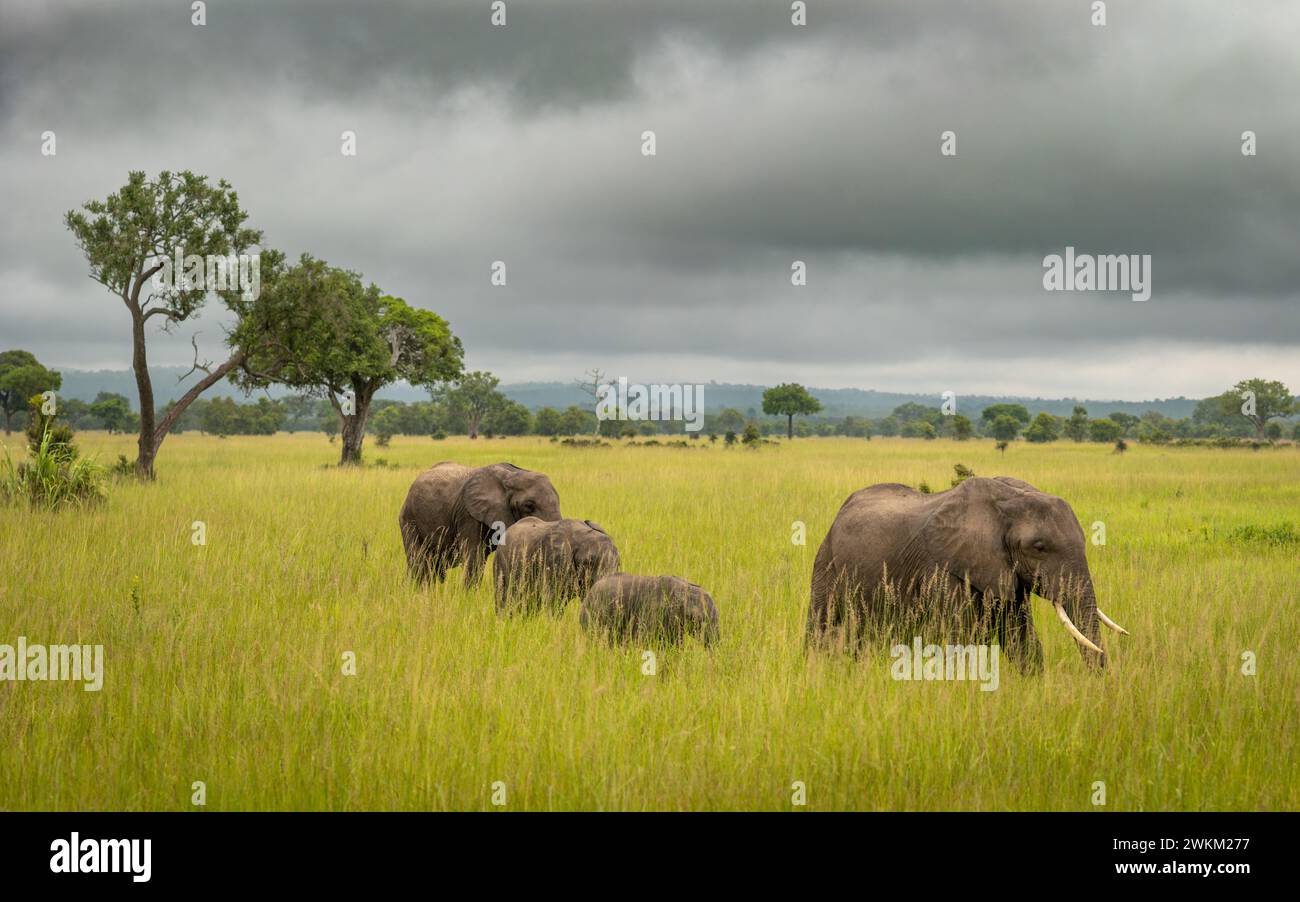 Un gruppo di famiglie di elefanti africani della savana (Loxodonta africana) cammina nel Parco Nazionale di Mikumi in Tanzania. La IUCN elenca questo elefante come in pericolo Foto Stock