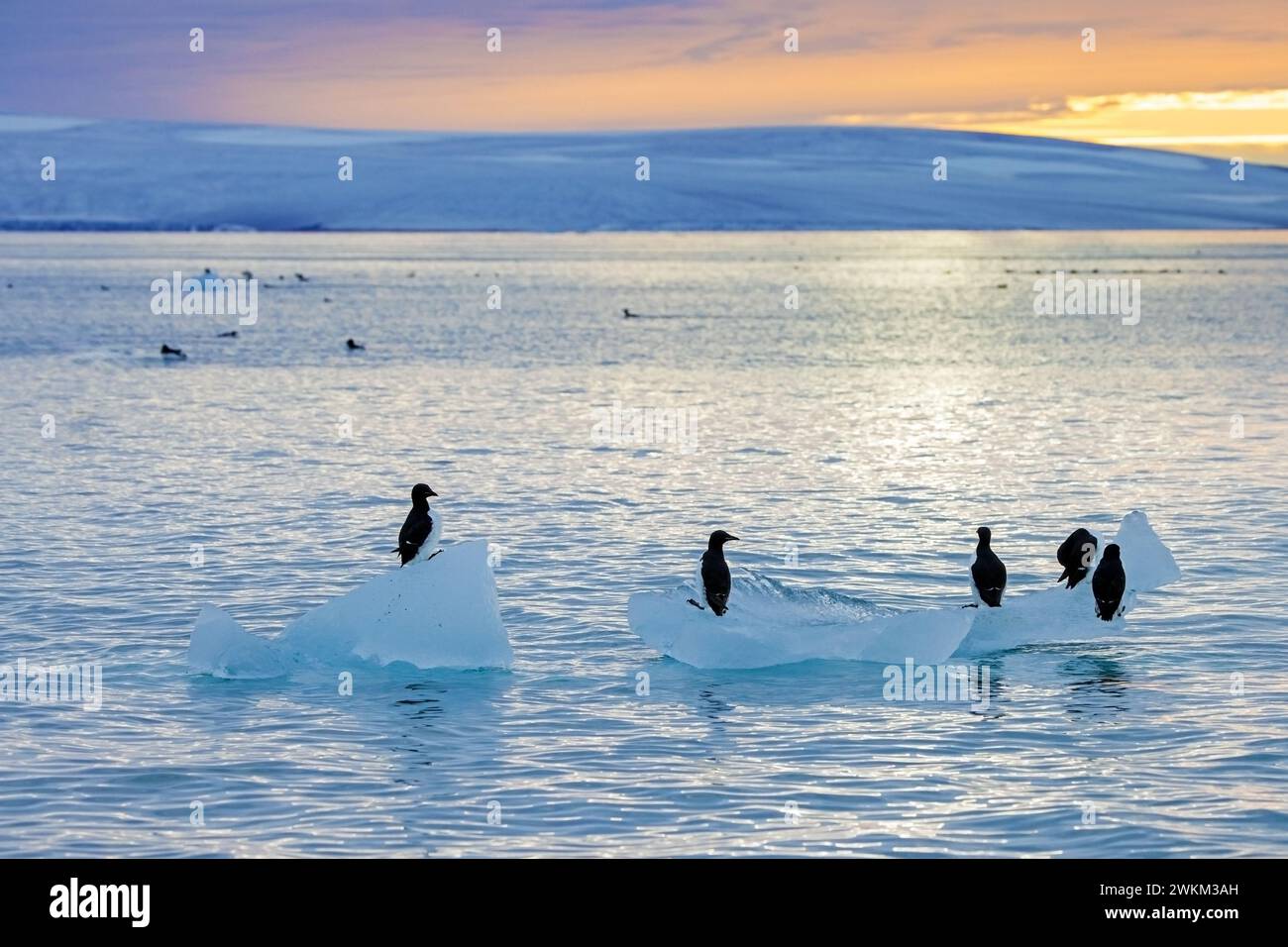 Murres a becco grosso / ghigliottoli di Brünnich (Uria lomvia) che riposano su ghiaccio alla deriva al tramonto nello stretto di Hinlopen in estate, Svalbard / Spitsbergen Foto Stock