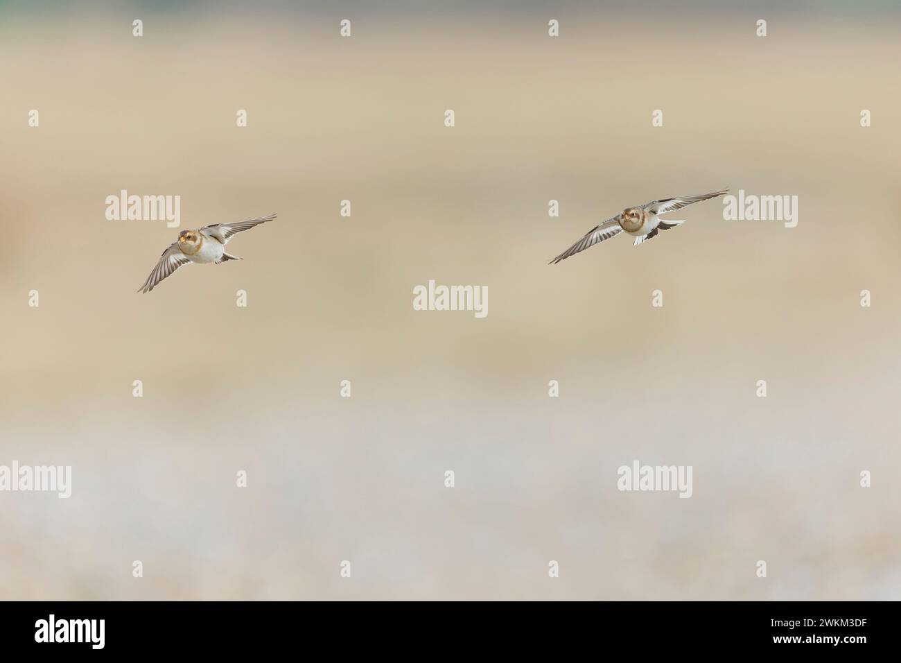 Snow Bunting Plectrophenax nivalis, 2 donne piumate invernali in volo, Suffolk, Inghilterra, febbraio Foto Stock