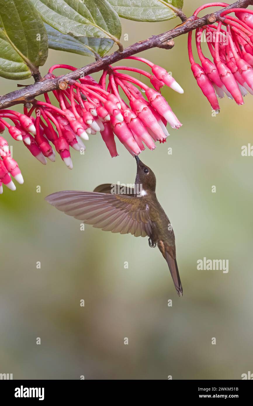 Brown Inca in volo in Colombia Sud America. Scattata senza flash. Foto Stock