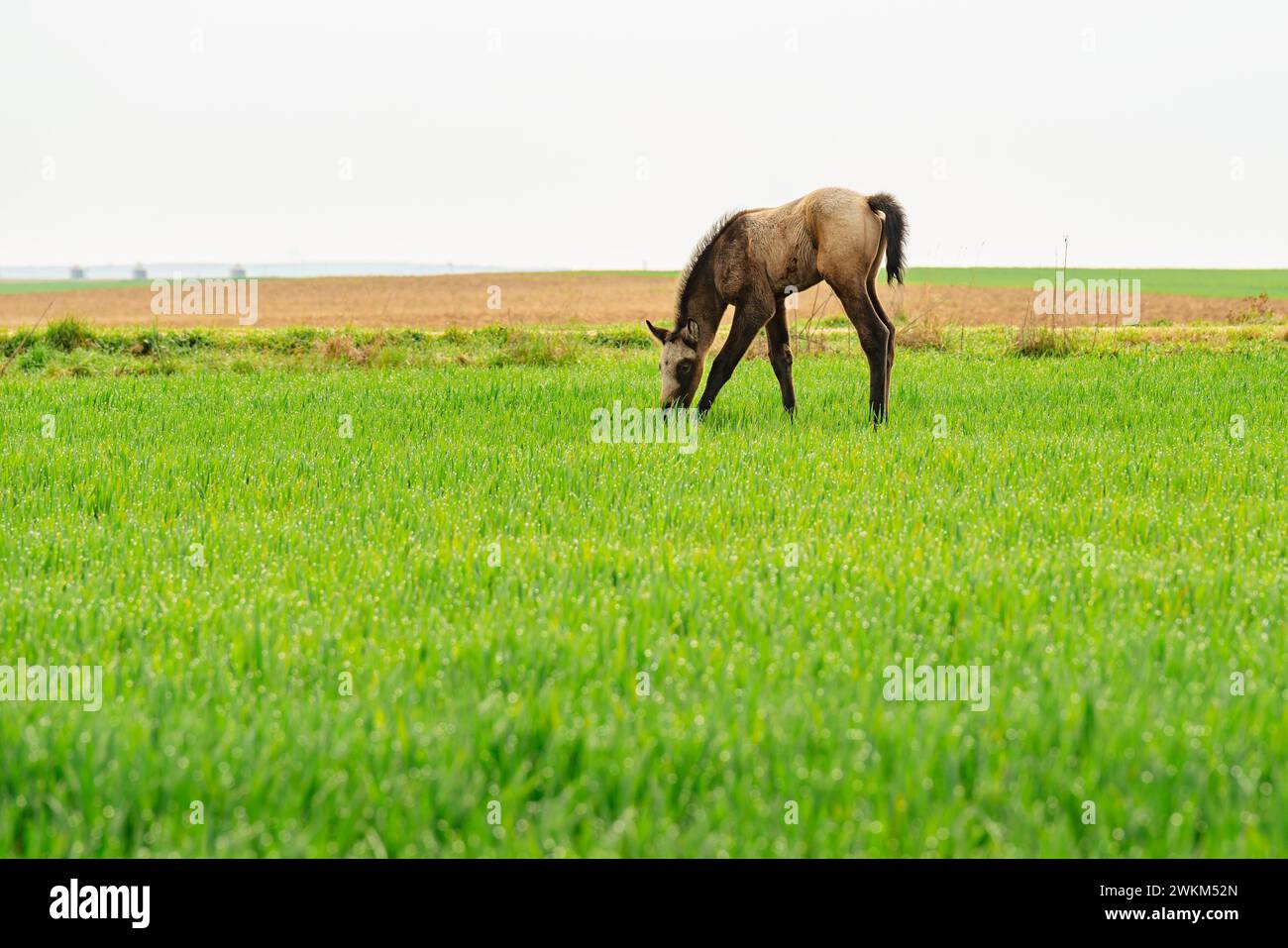 Cavallo bruno che pascolano nel campo verde. Foto Stock