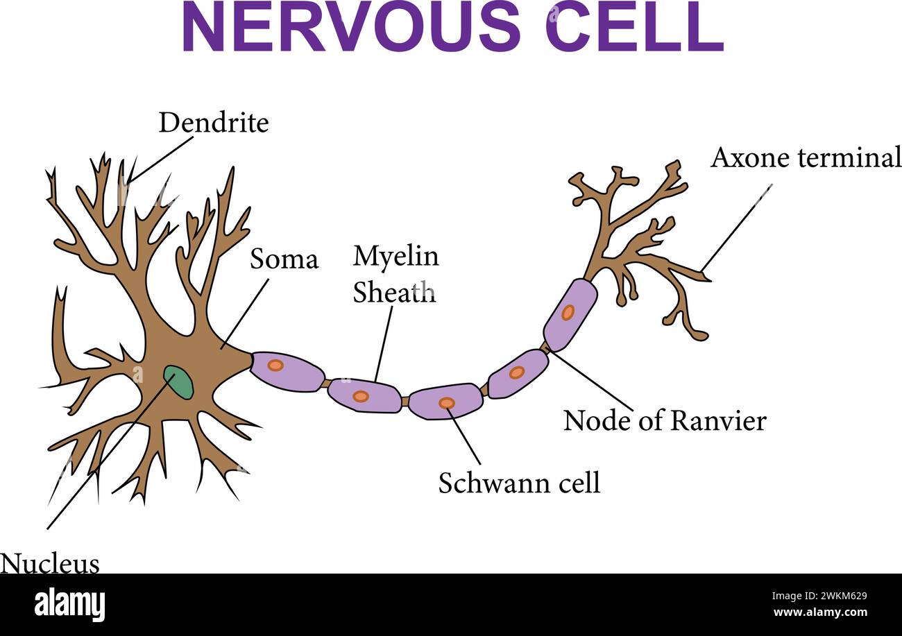 Illustrazione di una cella nerveus del diagramma.Vector. Illustrazione Vettoriale