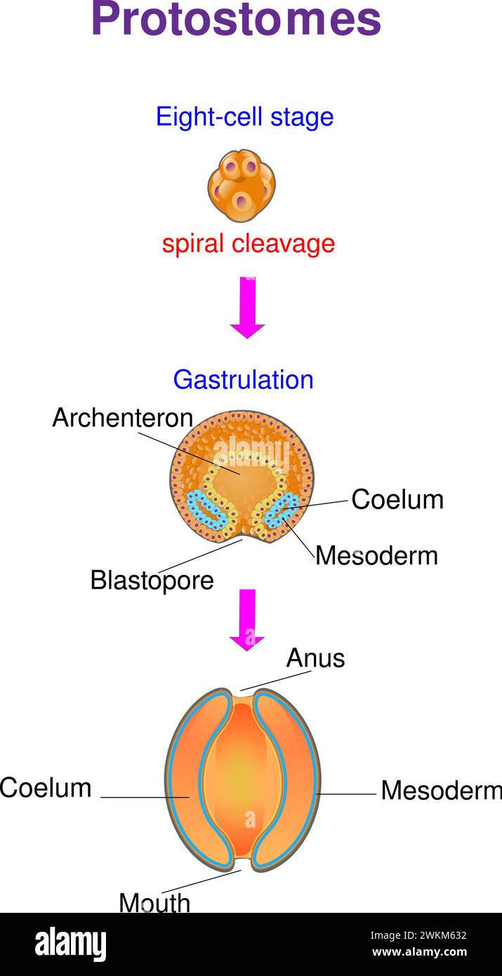 Questo diagramma mostra i principali tipi di coelomati: I protostomi Illustrazione Vettoriale